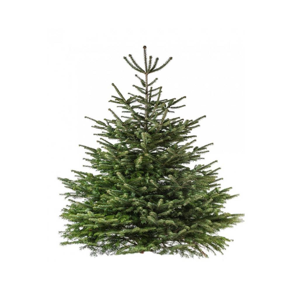 Naturlige Nordmann Fir